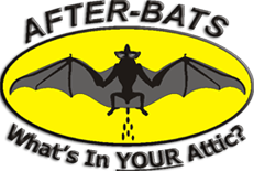 After-Bats Attic Restoration